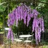 Fleurs de glycine et autre fleurs en tissus – Image 4