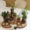 Centre de table plante naturelle – Image 5