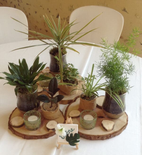 Centre de table plante naturelle – Image 5