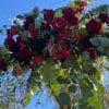 Arche ronde en fleur – Image 7
