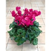 Cyclamen