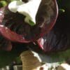 Chocolat blanc – Image 3