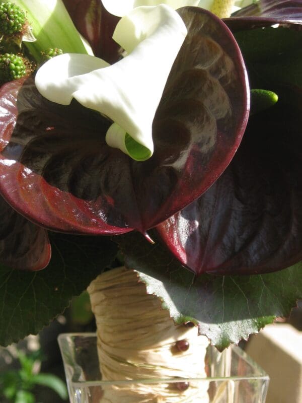 Chocolat blanc – Image 3