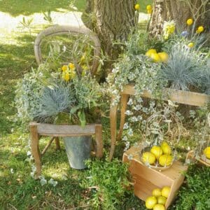 Location de plante verte ou fleurie